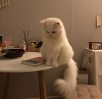 Страшилки тёти кошки