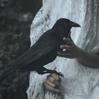 Хижина Чёрного Ворона