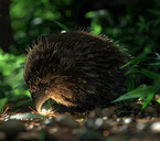 Чую чудеса!