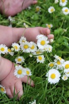 Любит, не любит, к сердцу прижмёт