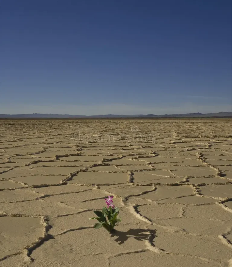 Цветок пустыни